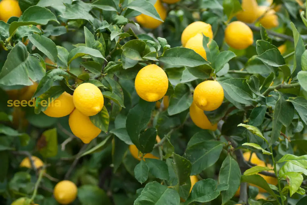 Yellow Citrus Fruit Planting Seeds Plant Seeds