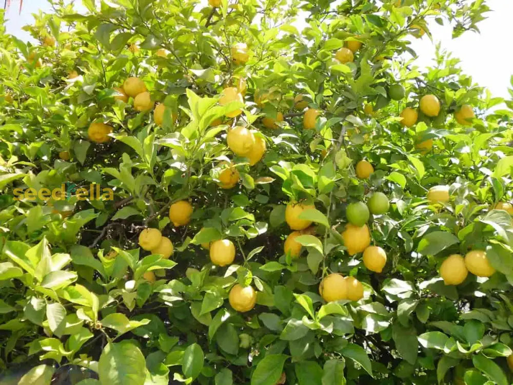 Yellow Citrus Fruit Planting Seeds Plant Seeds