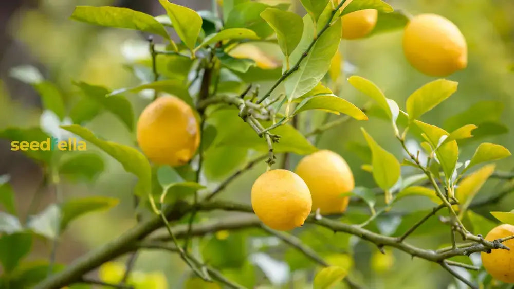 Yellow Citrus Lemon Tree Seeds For Planting - Grow Fresh Lemons At Home Fruit