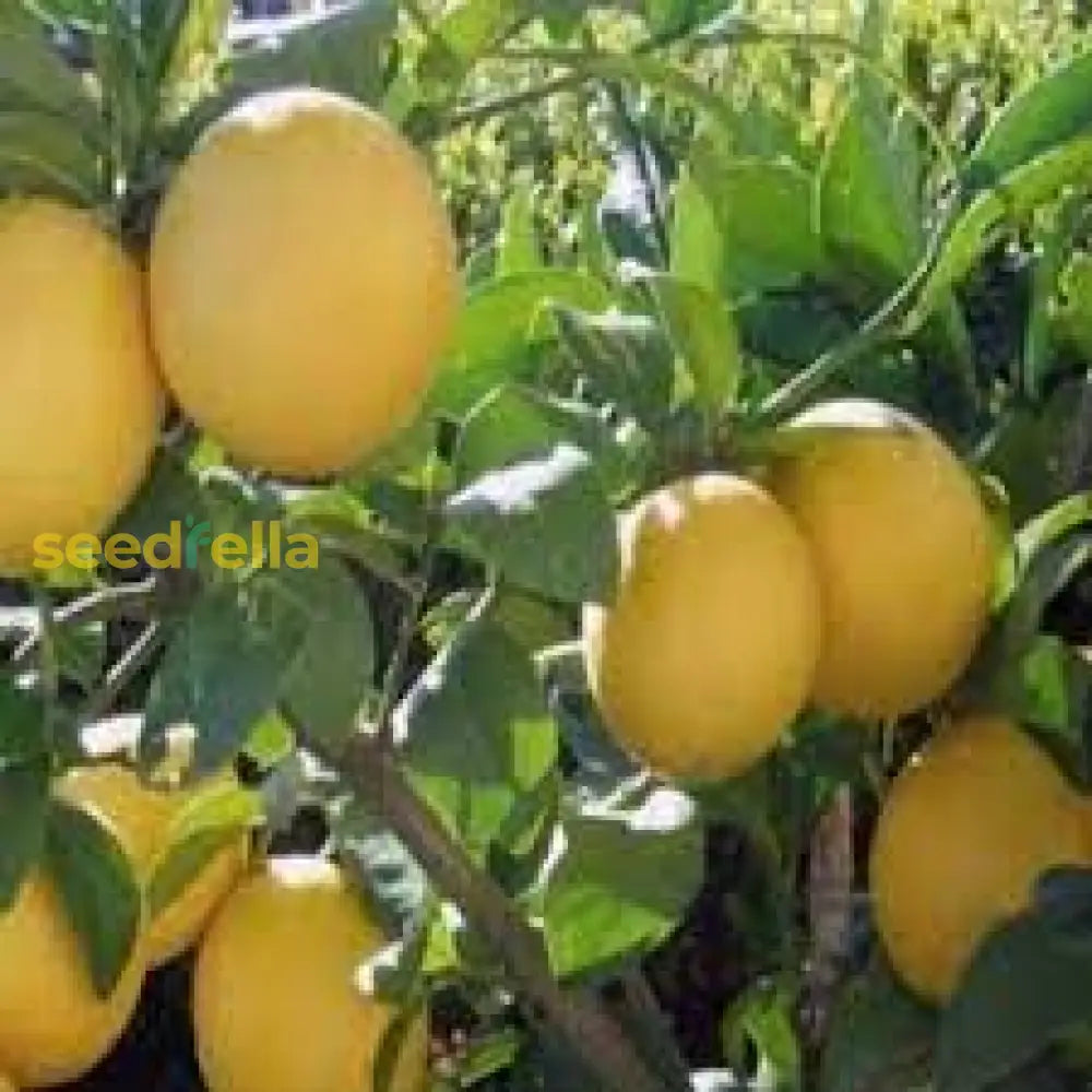 Yellow Citrus Lemon Tree Seeds For Planting - Grow Fresh Lemons At Home Fruit