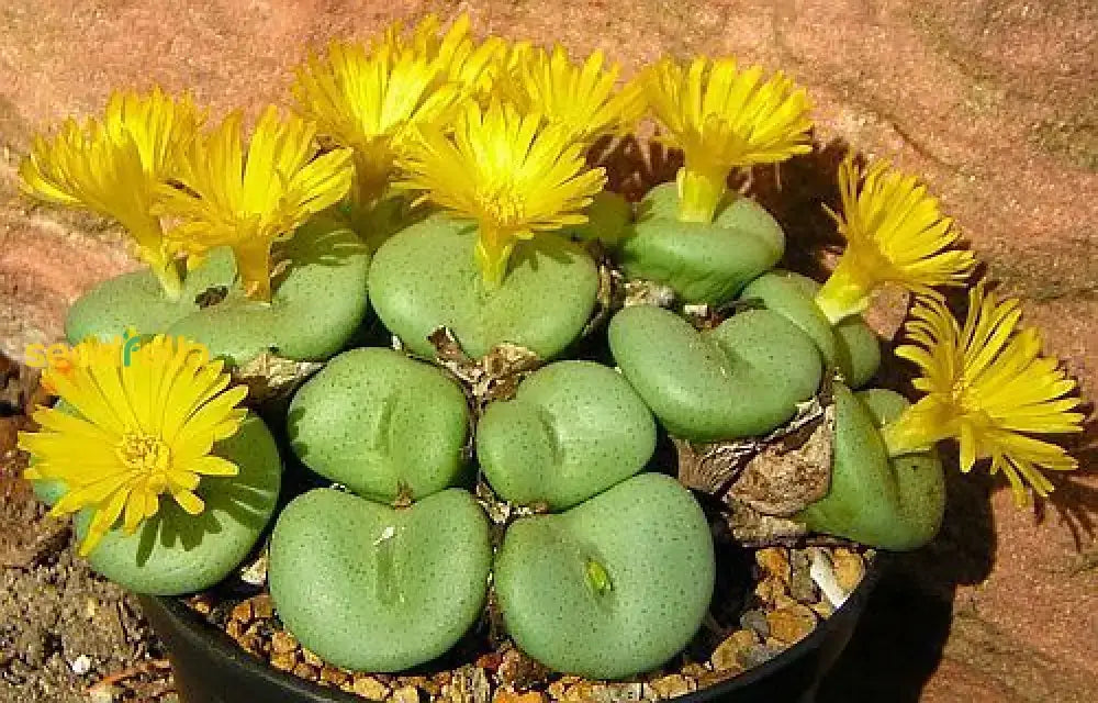 Yellow Conophytum Flower Planting Seeds  Seed For Unique And Compact Blooms