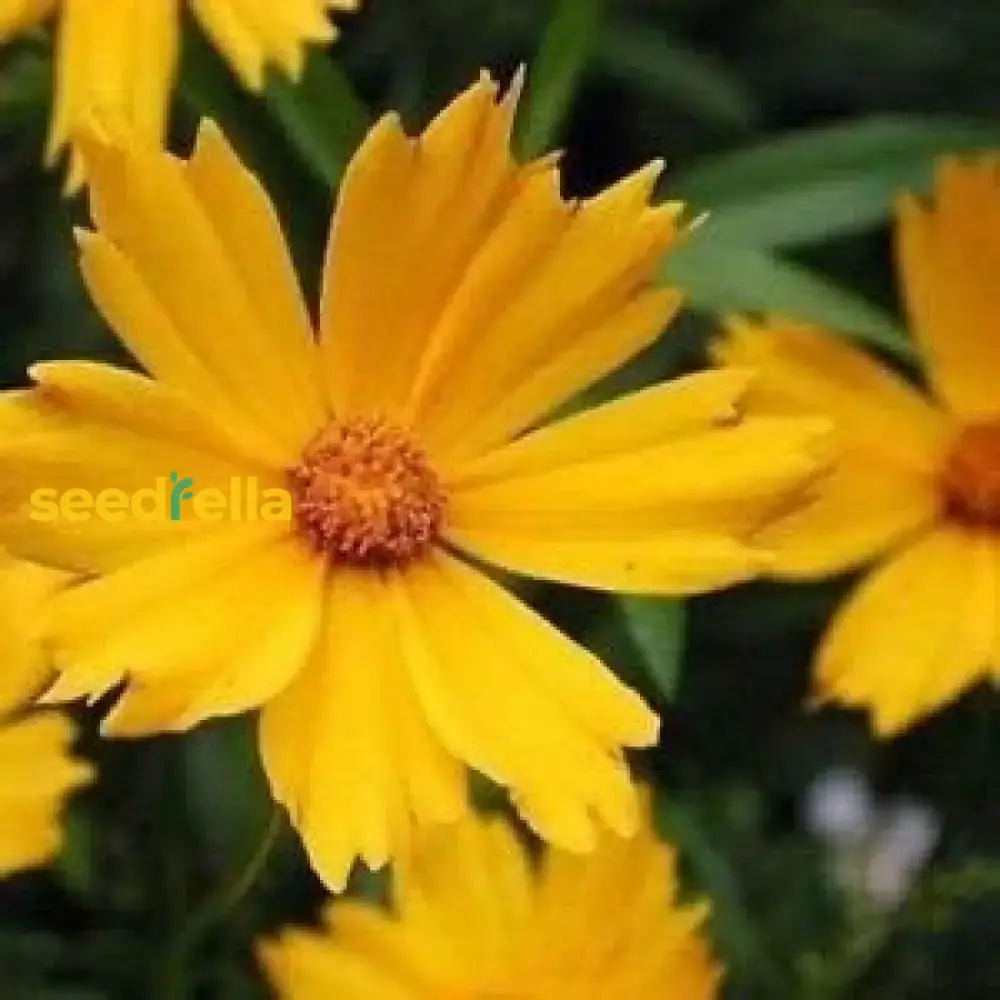 Yellow Coreopsis Lance Flower Planting  Seeds For Bright Cheerful Blooms In Your Garden