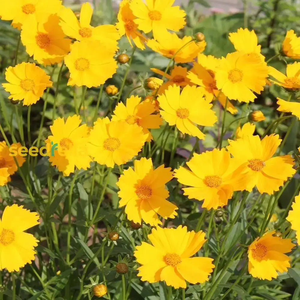 Yellow Coreopsis Lance Flower Planting  Seeds For Bright Cheerful Blooms In Your Garden