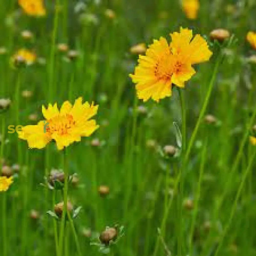 Yellow Coreopsis Lance Seeds For Planting  Easy Care Flower