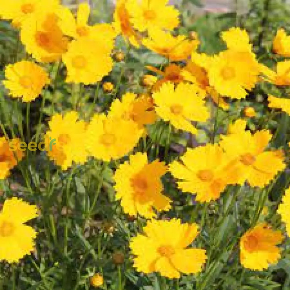 Yellow Coreopsis Lance Seeds For Planting  Easy Care Flower