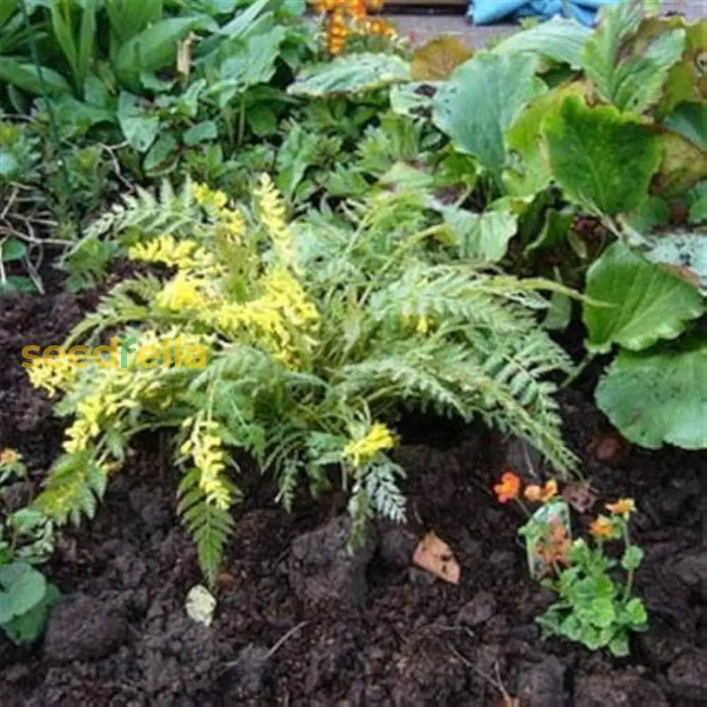 Yellow Corydalis Manchu Flower Planting  Seeds For Bright And Elegant Blooms In Your Garden