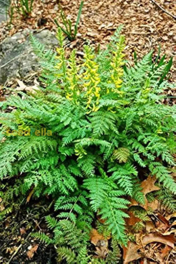 Yellow Corydalis Manchu Flower Planting  Seeds For Bright And Elegant Blooms In Your Garden