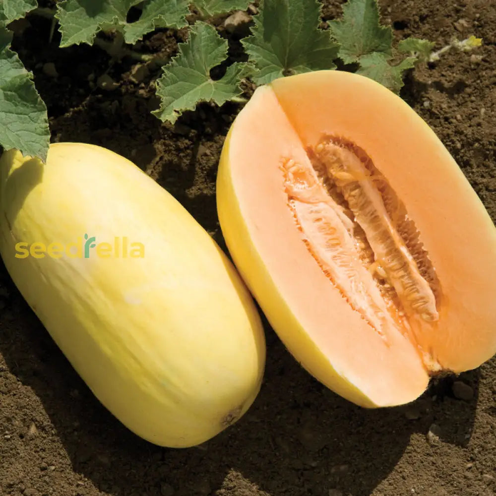 Yellow Crenshaw Melon Planting Essentials - Seeds For Bountiful Fruit Gardens