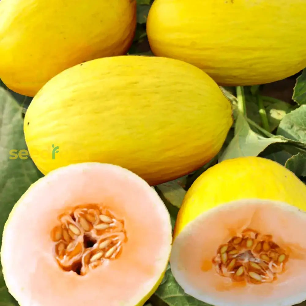 Yellow Crenshaw Melon Planting Essentials - Seeds For Bountiful Fruit Gardens