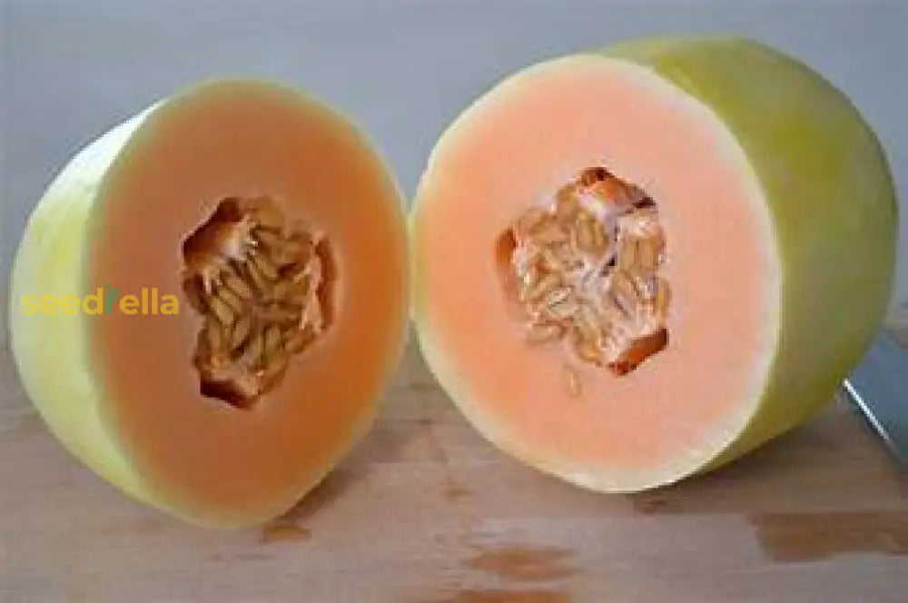 Yellow Crenshaw Melon Seeds Planting Guide Fruit