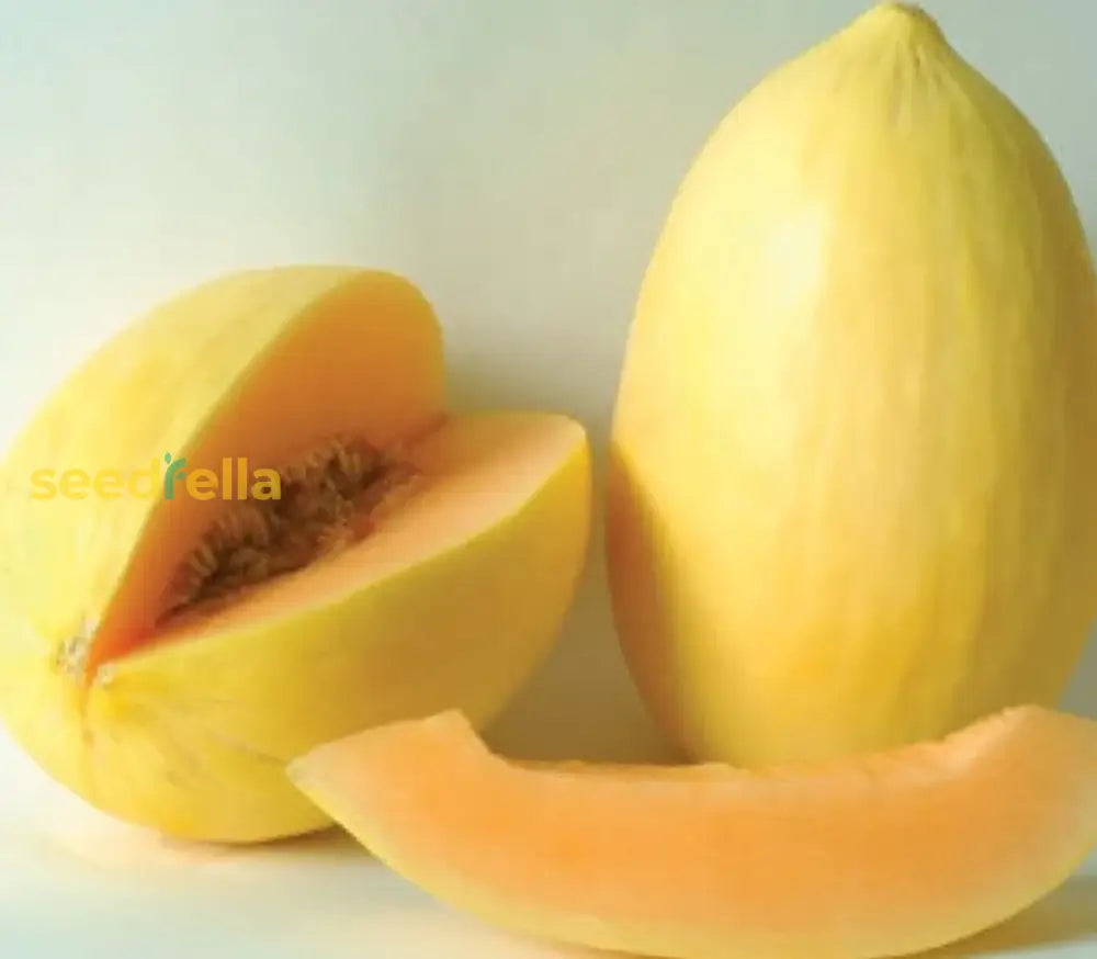 Step-by-Step Planting Guide for Yellow Crenshaw Melon Seeds in Your Garden