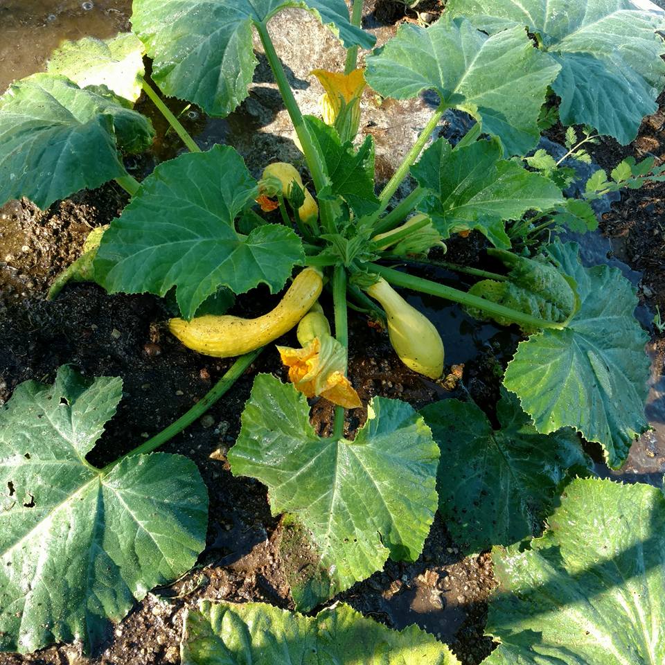Yellow Crookneck Squash plants growing in home garden
