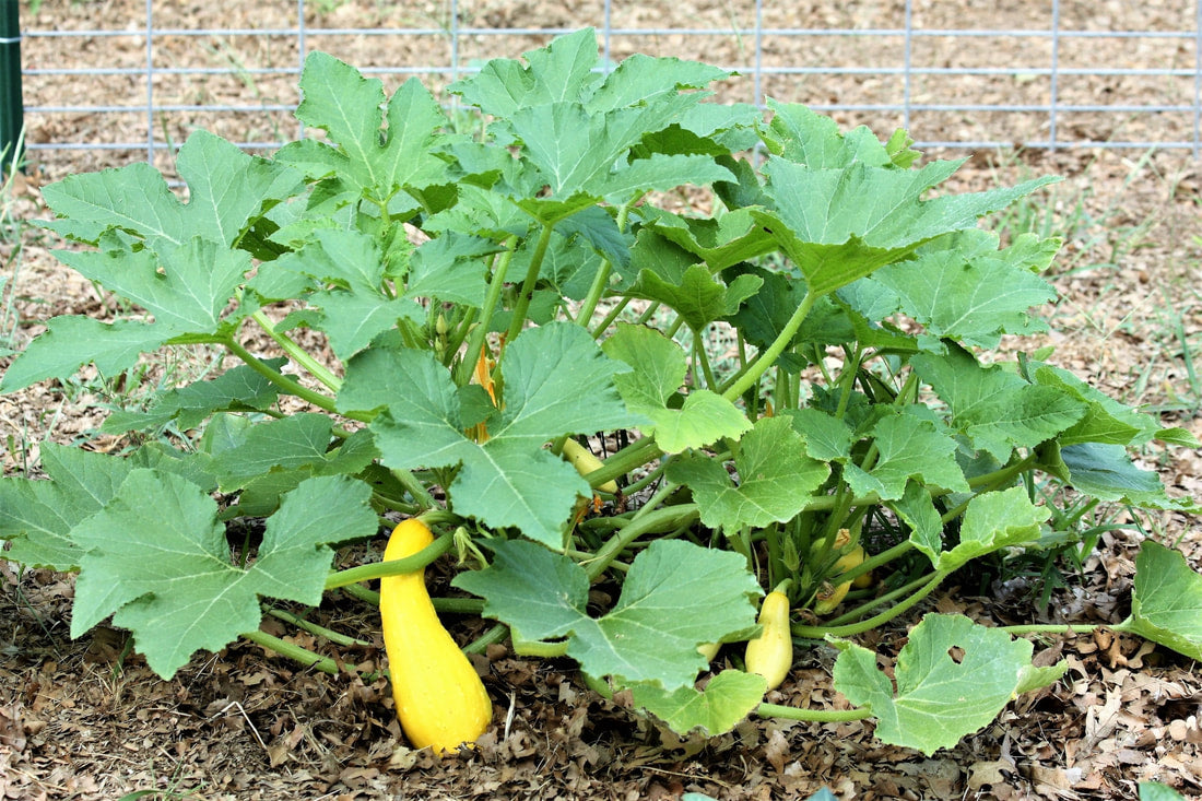 Yellow Crookneck Squash seedlings sprouting in soil