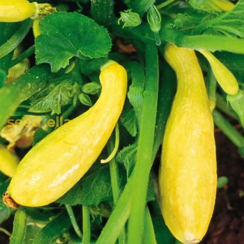 Yellow Crookneck Squash seeds for planting non GMO