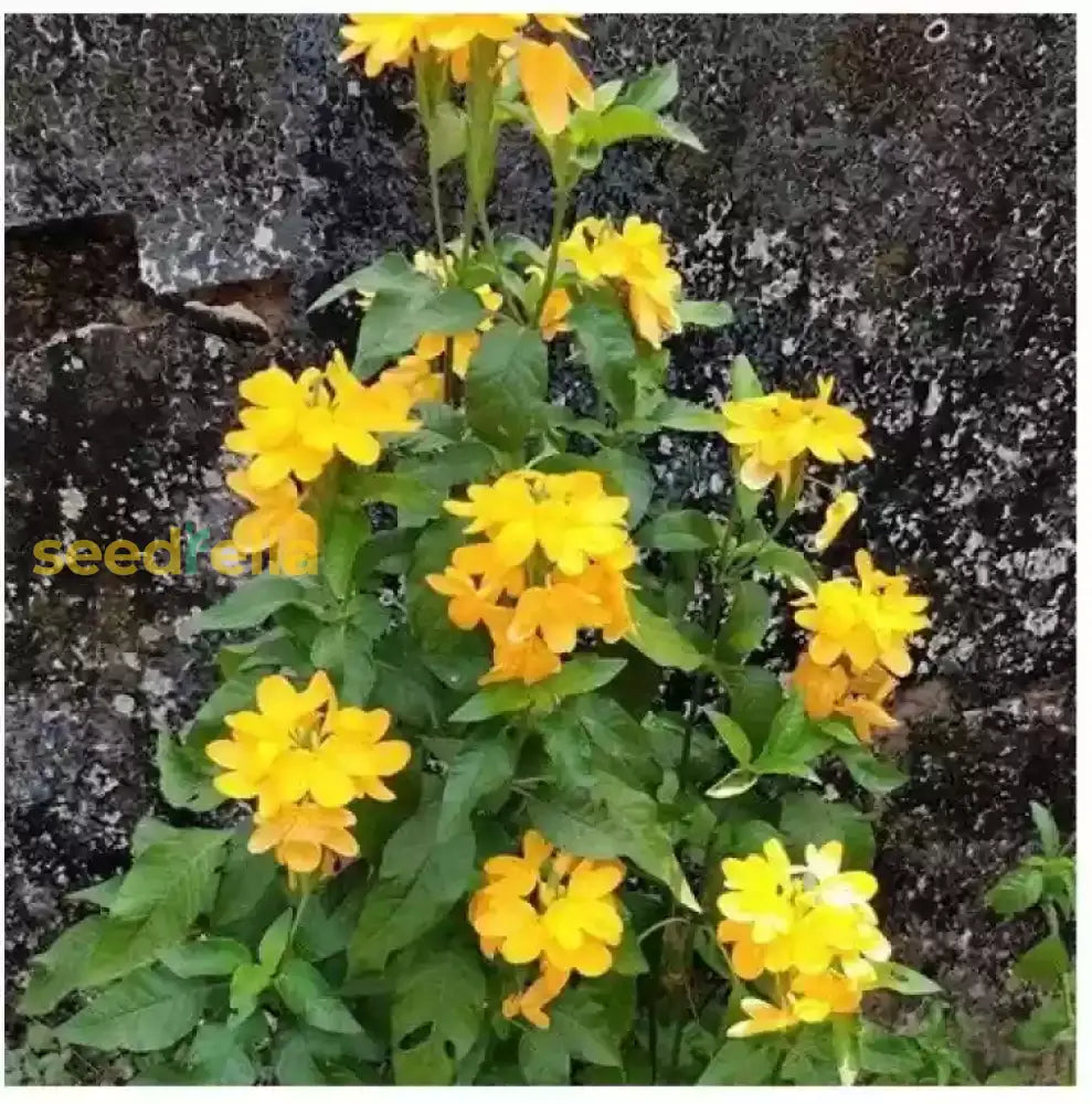 Yellow Crossandra Flower Seeds For Lush Blooms - Perfect Addition To Your Garden Collection