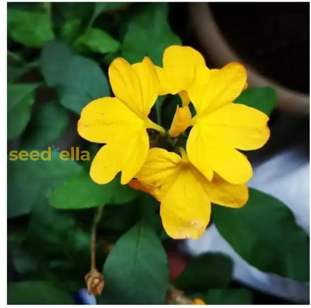 Yellow Crossandra Flower Seeds For Lush Blooms - Perfect Addition To Your Garden Collection