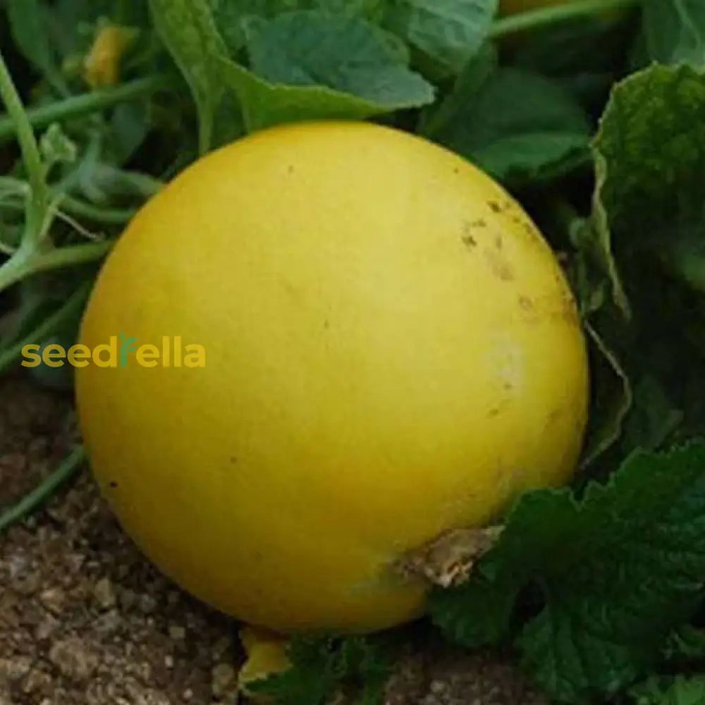 Yellow Cucumber Seeds For Garden Planting Vegetable Seeds