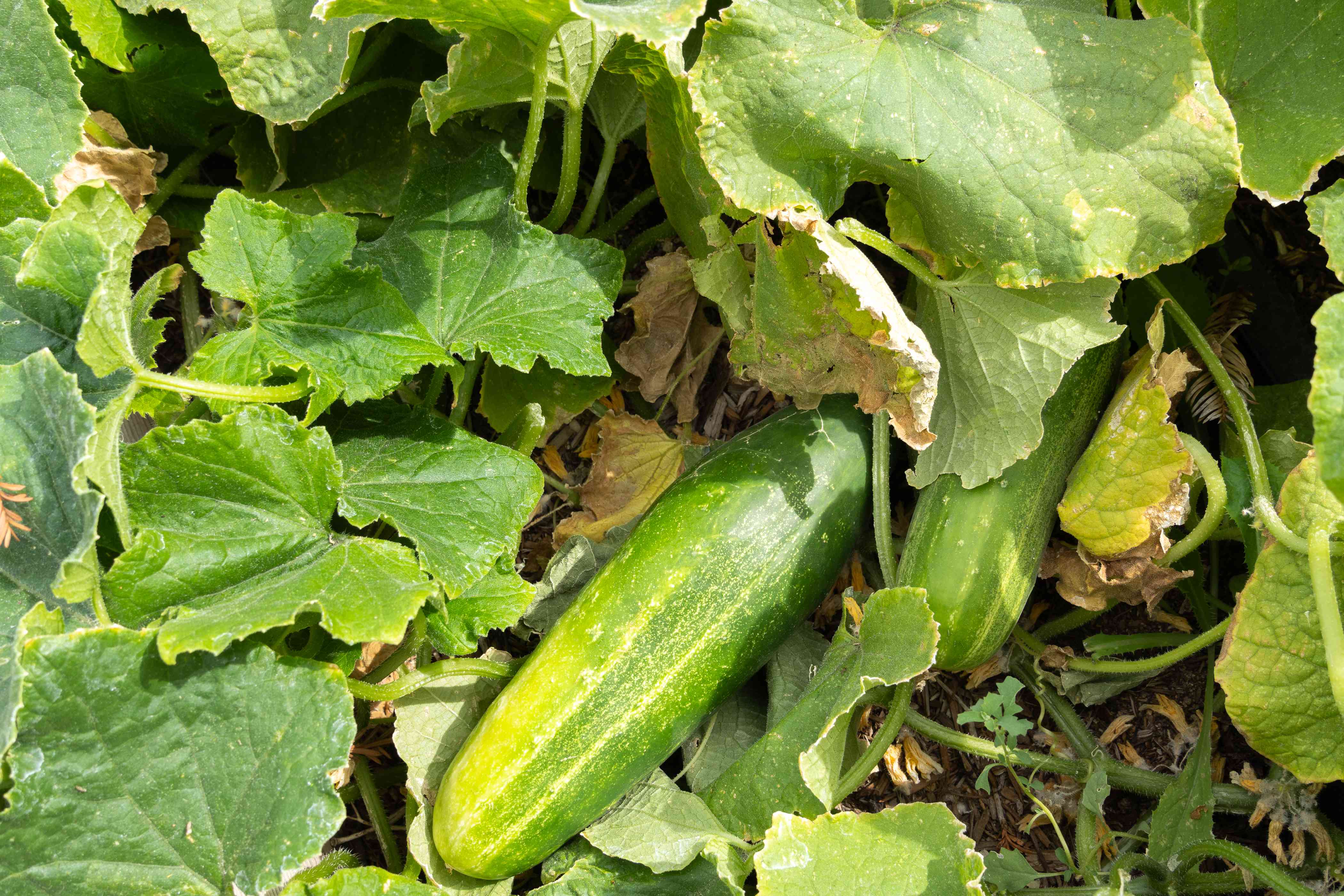 Yellow cucumber seeds for planting in home gardens