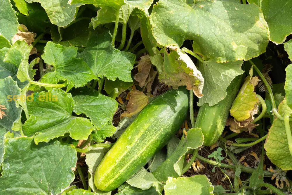 Yellow Cucumber Seeds Planting Kit - Grow Your Own Veggies