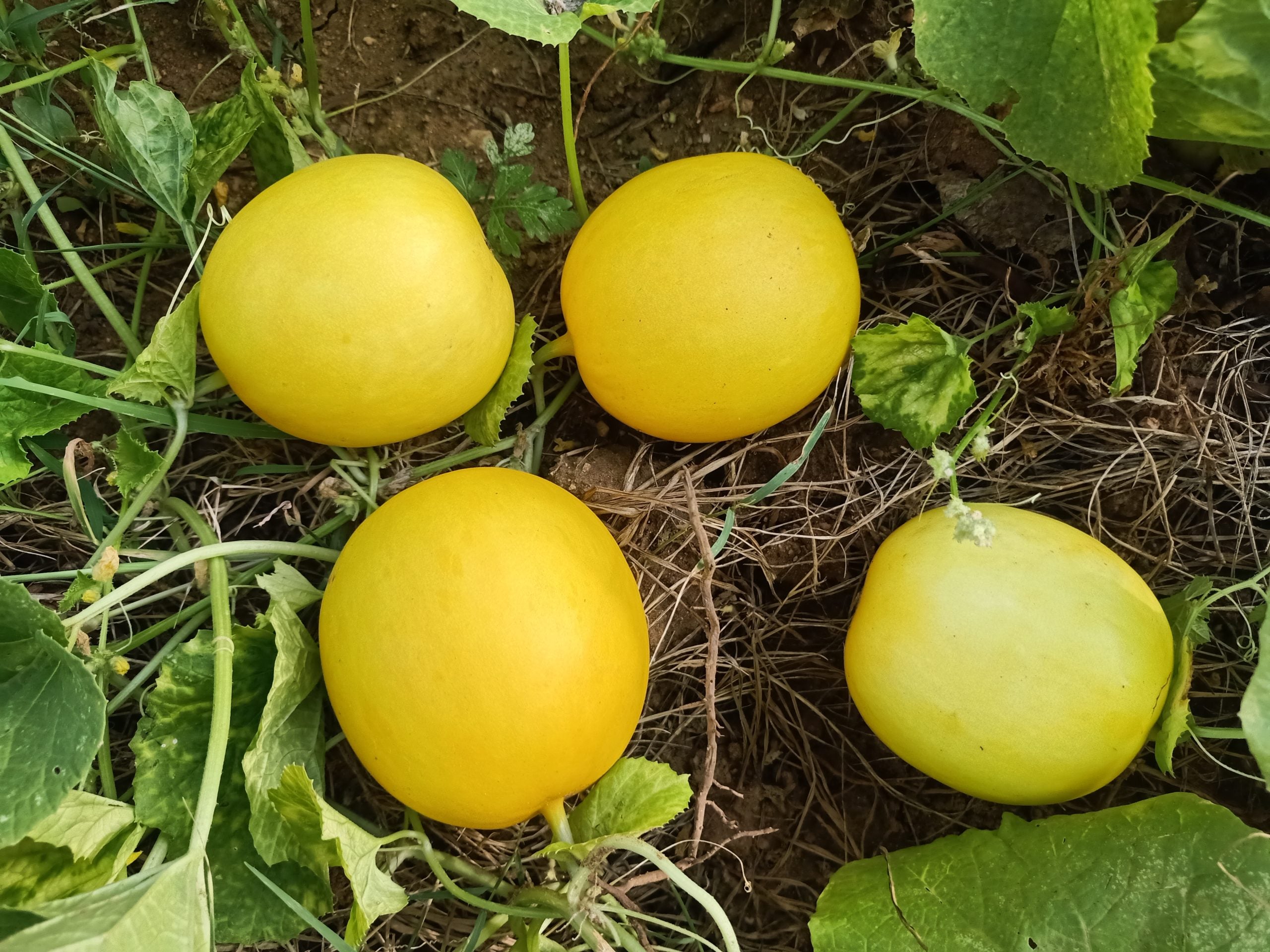 Non-GMO yellow cucumber seeds for planting in home gardens