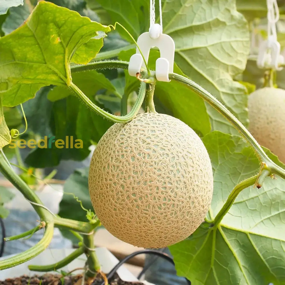 Yellow Cucumis Melo Fruit Seeds Planting