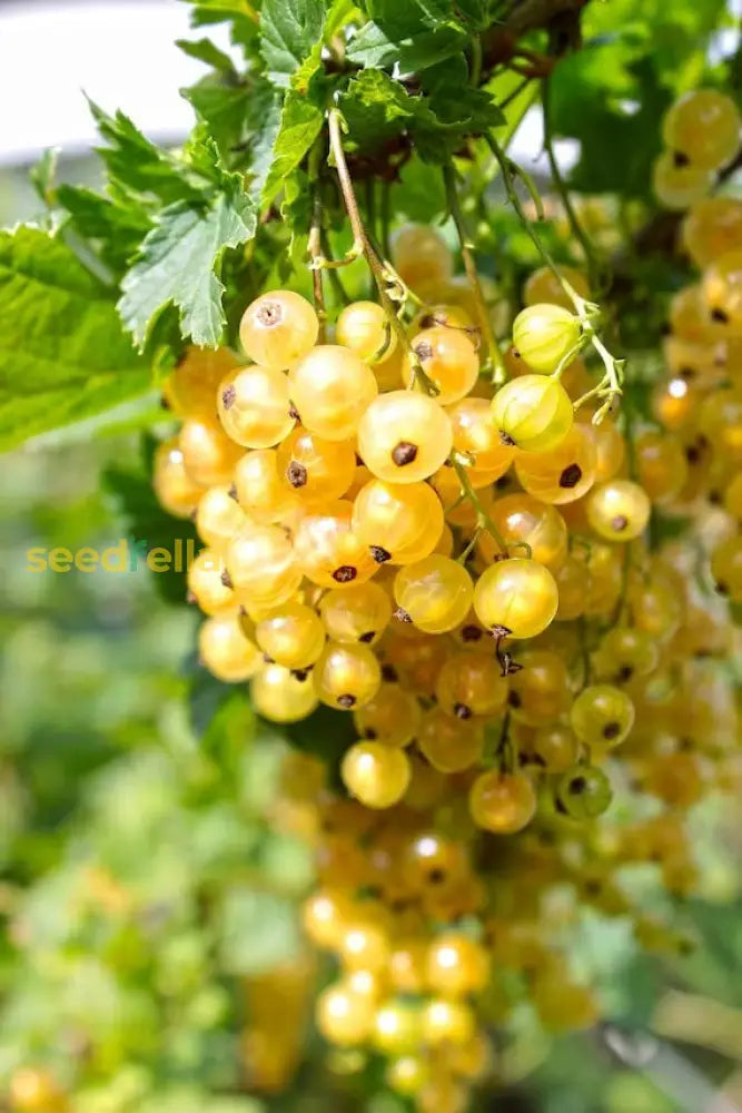 Yellow Currant Fruit Seeds Planting Sweet