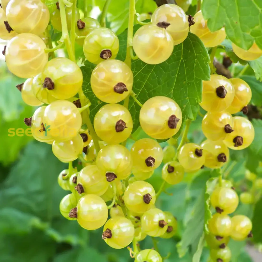 Yellow Currant Fruit Seeds Planting Sweet