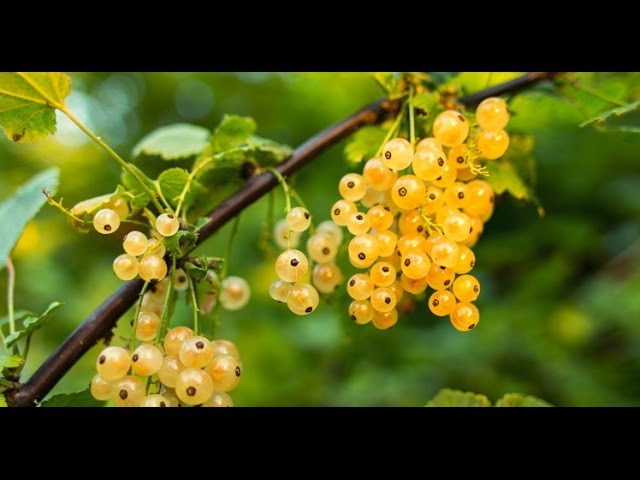 Yellow currant plant growing in the garden