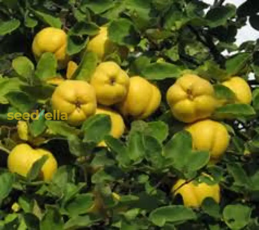 Yellow Cydonia Oblonga Tree Seeds Planting