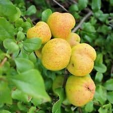 Yellow Cydonia Pome seeds for planting quince trees