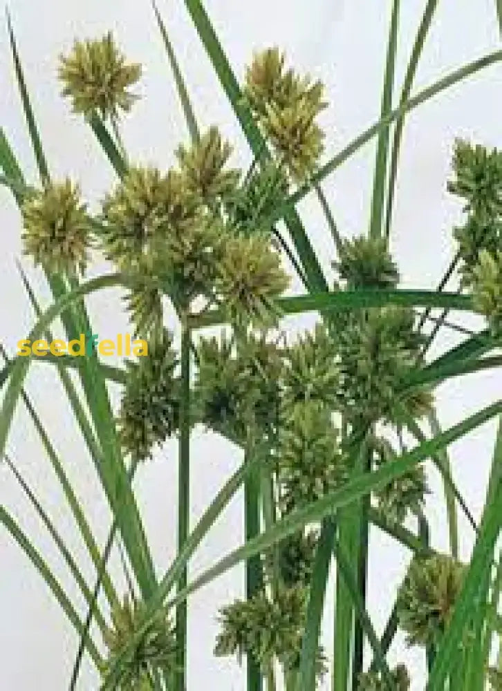 Yellow Cyperus Papyrus Planting Seeds For Vibrant Garden DÃ©cor  Seed Lush Greenery Flower