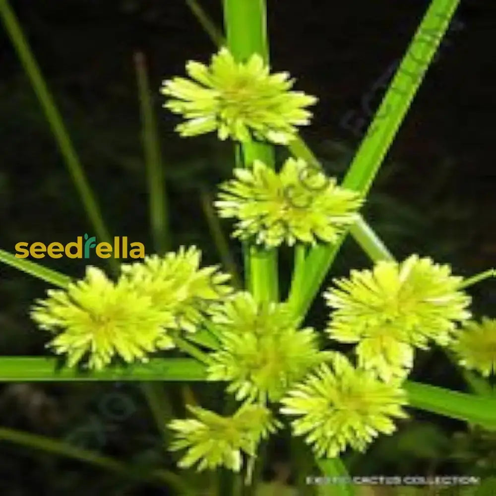 Yellow Cyperus Papyrus Planting Seeds For Vibrant Garden DÃ©cor  Seed Lush Greenery Flower