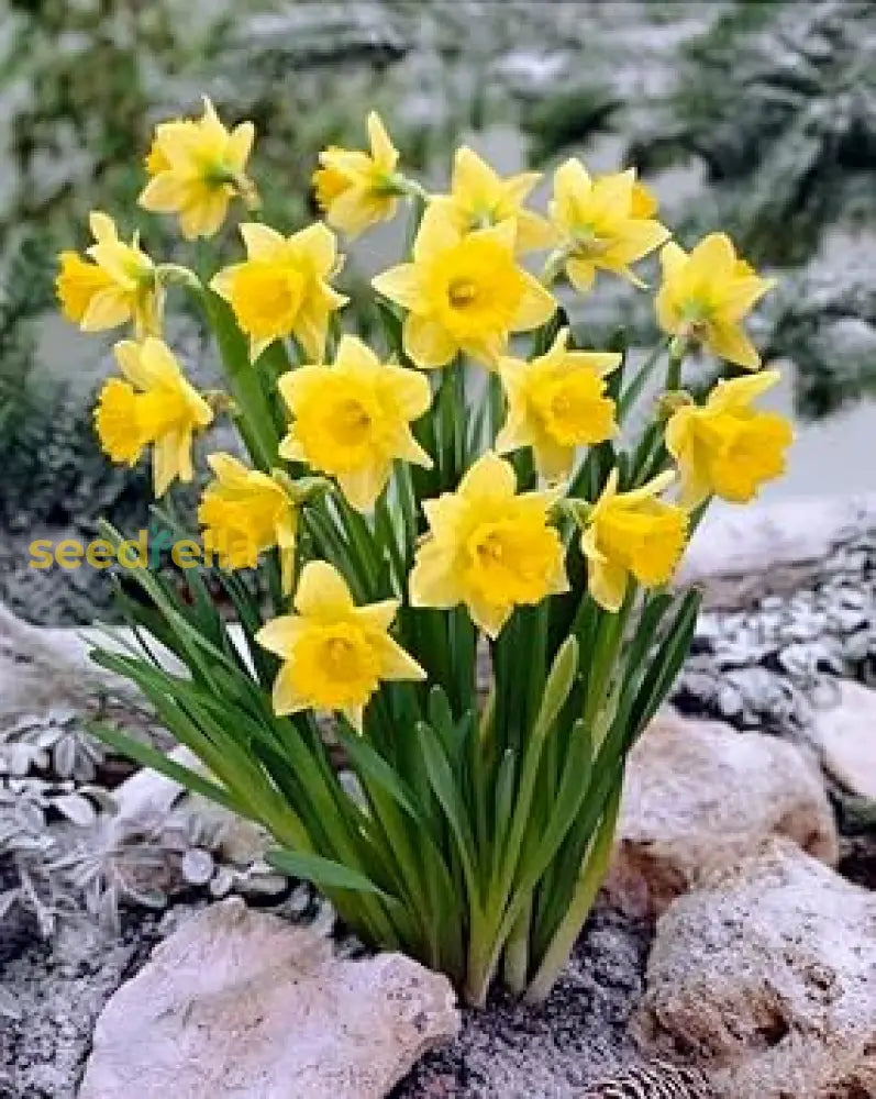 Yellow Daffodil Planting Seeds For Vibrant Gardening