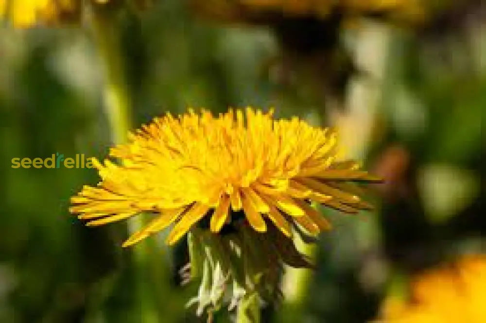 Yellow Dandelion Planting Seeds | Easy-To-Grow Flower