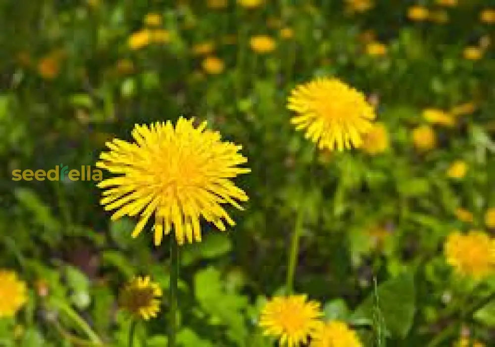 Yellow Dandelion Planting Seeds | Easy-To-Grow Flower