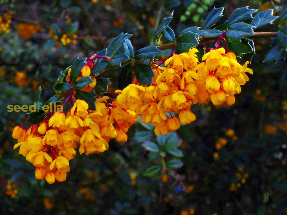 Yellow Darwinii Flowers Seeds Planting