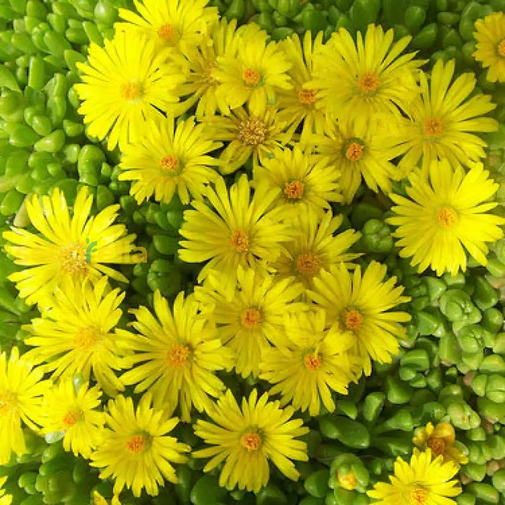 Yellow Delospermanubigenum Flower Seeds Planting