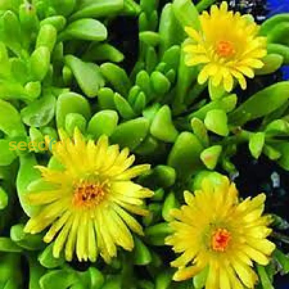 Yellow Delospermanubigenum Flower Seeds Planting