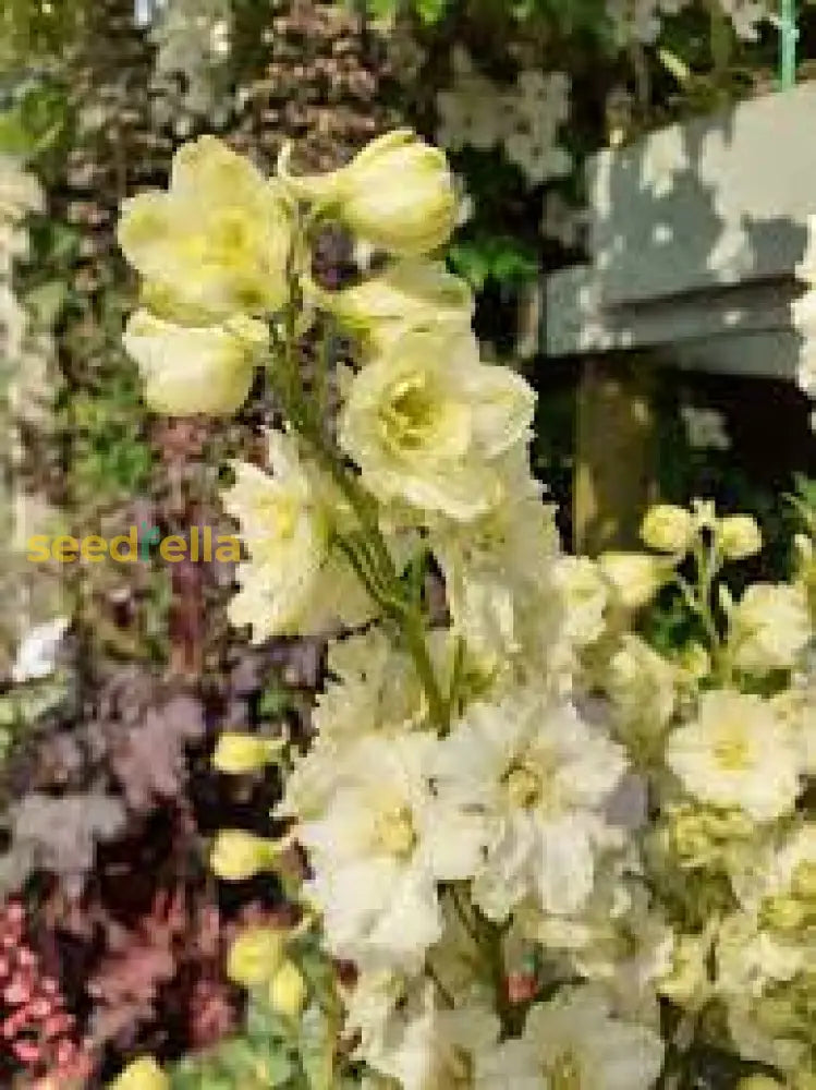 Yellow Delphinium Flower Seeds For Planting | Vibrant Perennial Blooms