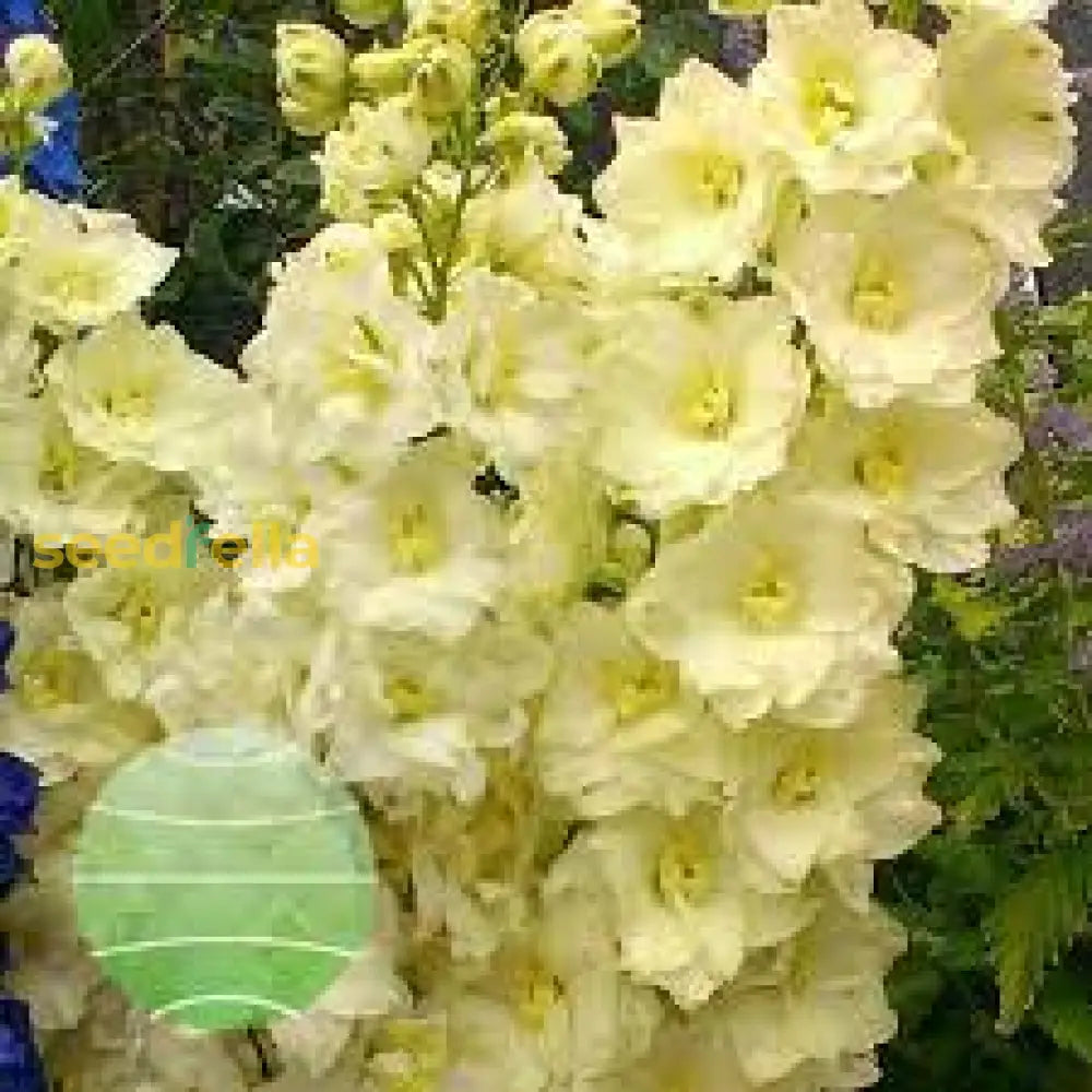 Yellow Delphinium Flower Seeds For Planting | Vibrant Perennial Blooms