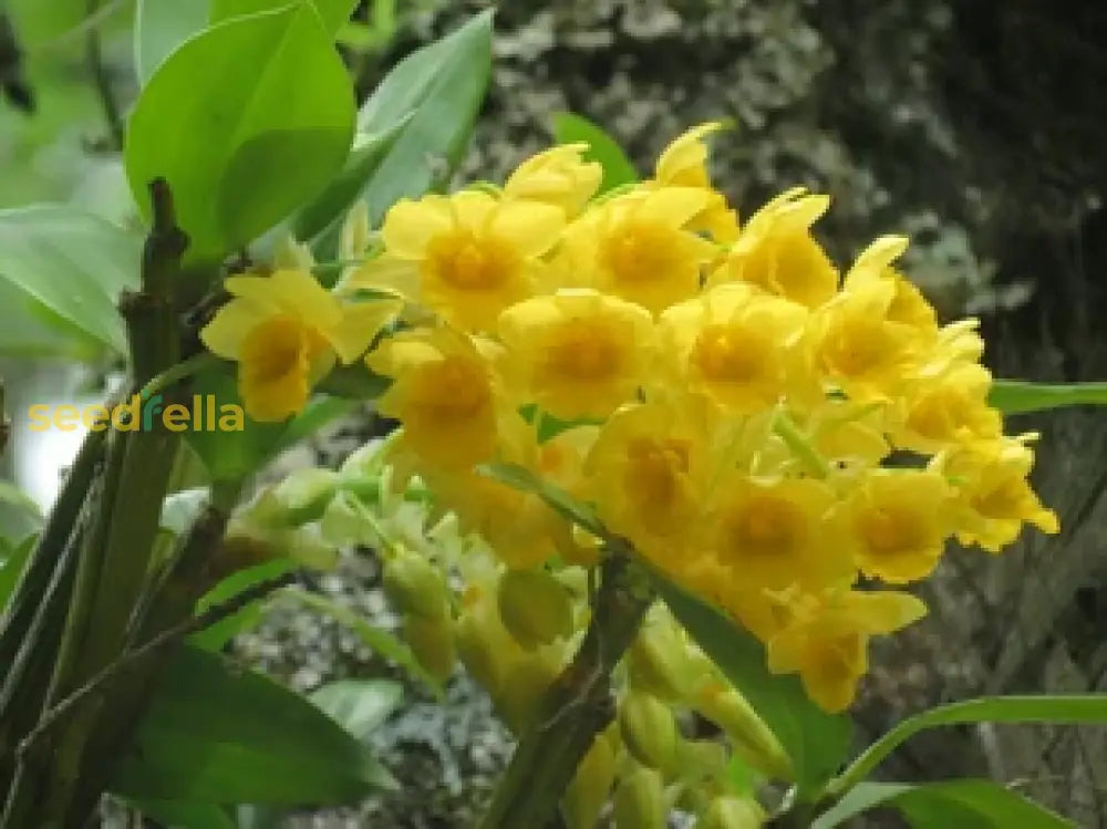 Yellow Densiflorum Flower Seeds For Planting