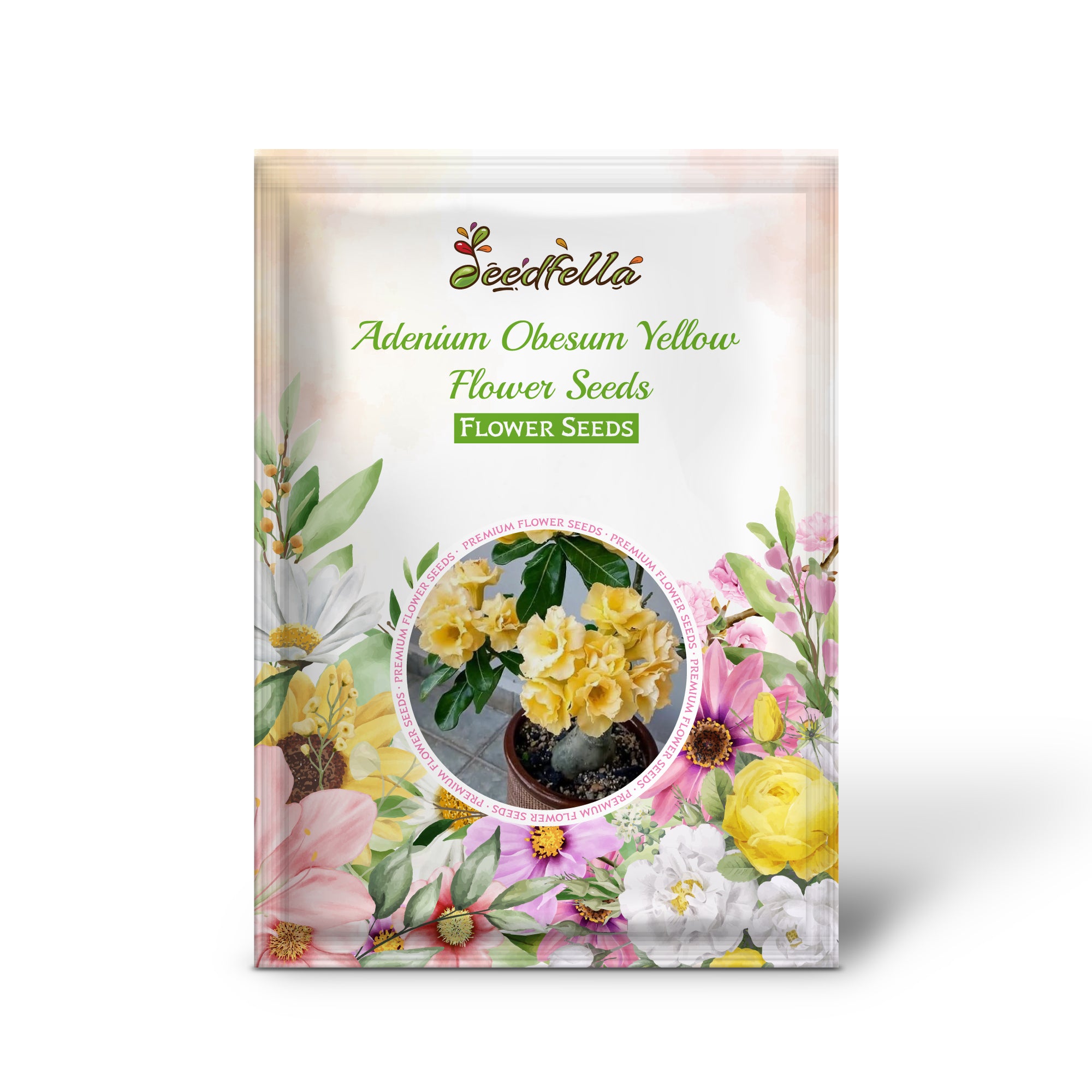 Yellow Desert Rose Flower in Full Bloom