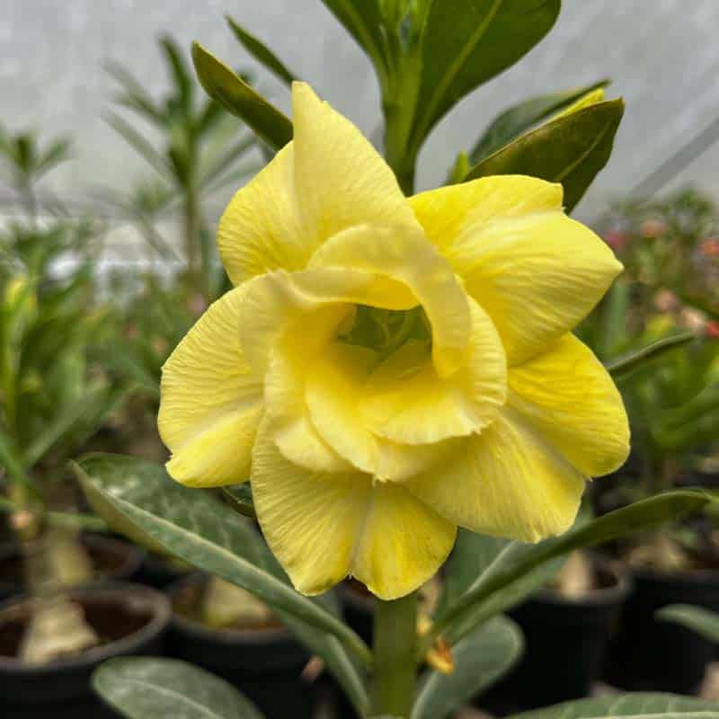 Planting Yellow Adenium Obesum Desert Rose