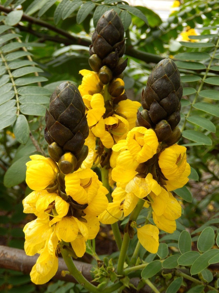 Yellow Didymobotrya Plant Seeds for Planting