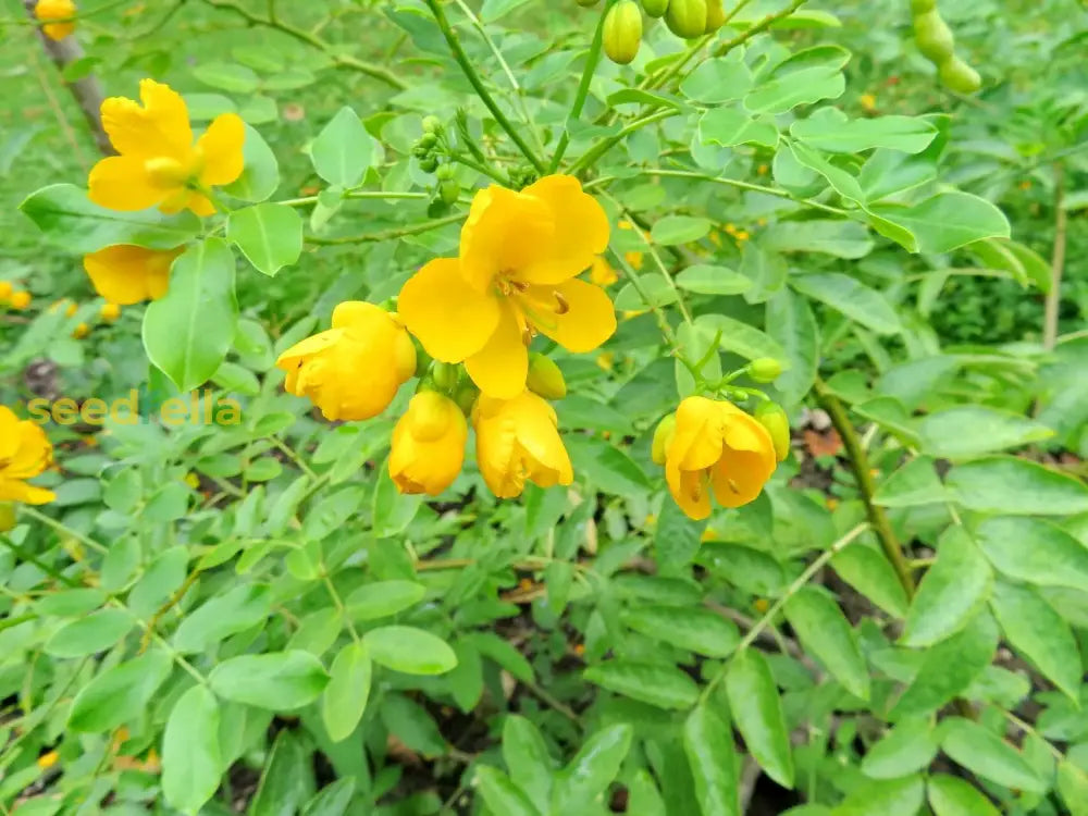 Yellow Didymobotrya Plant Seeds Planting