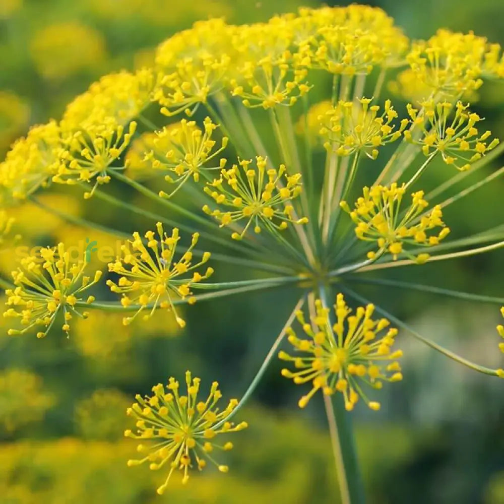 Yellow Dill Mammoth Seeds: Perfect For Planting & Gardening Seeds