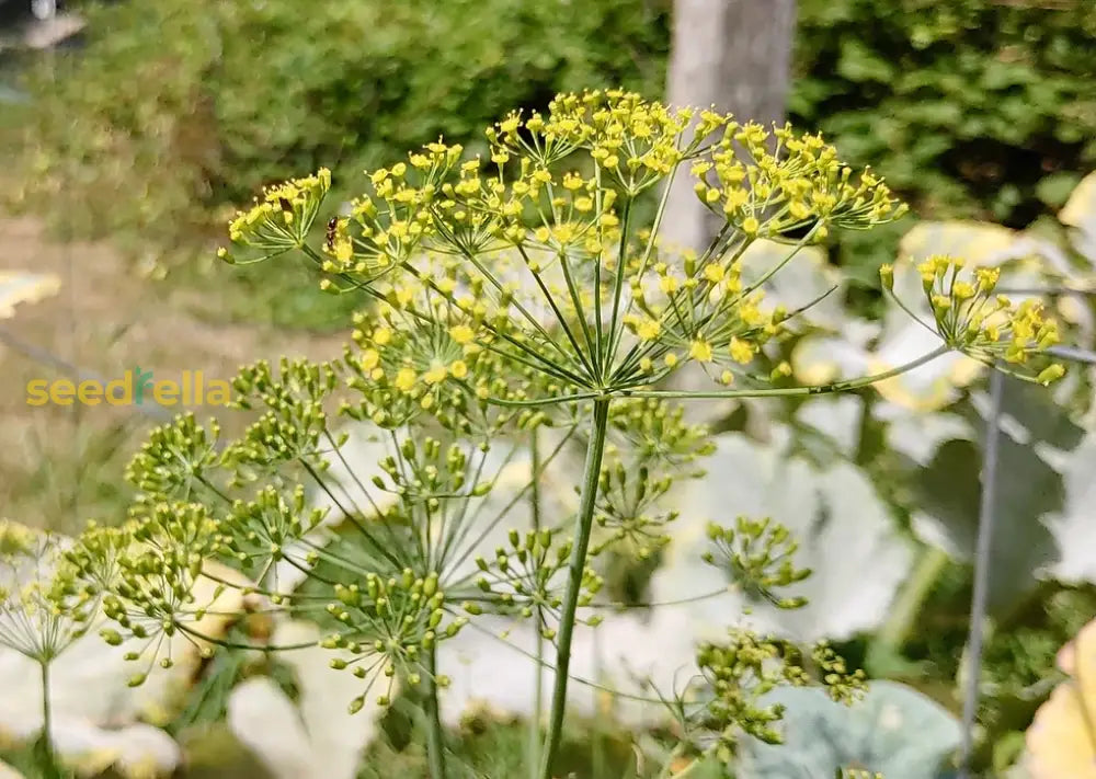 Yellow Dill Mammoth Seeds: Perfect For Planting & Gardening Seeds