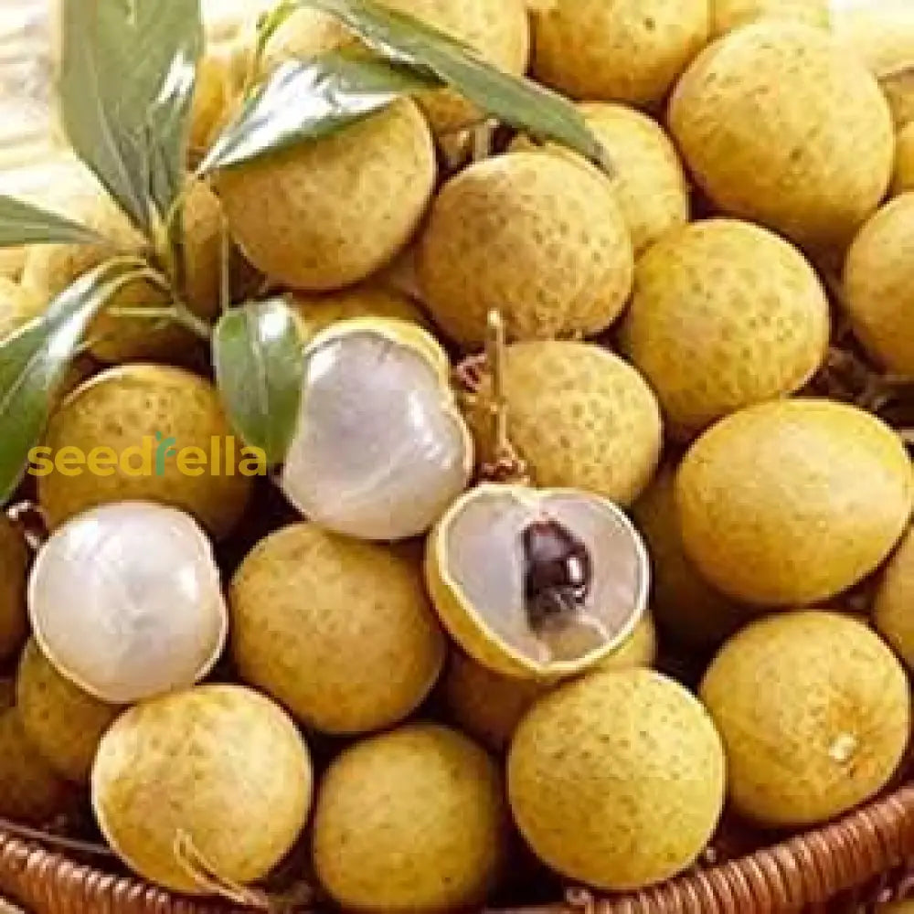 Yellow Dimocarpus Fruit Seeds For Sweet Planting’