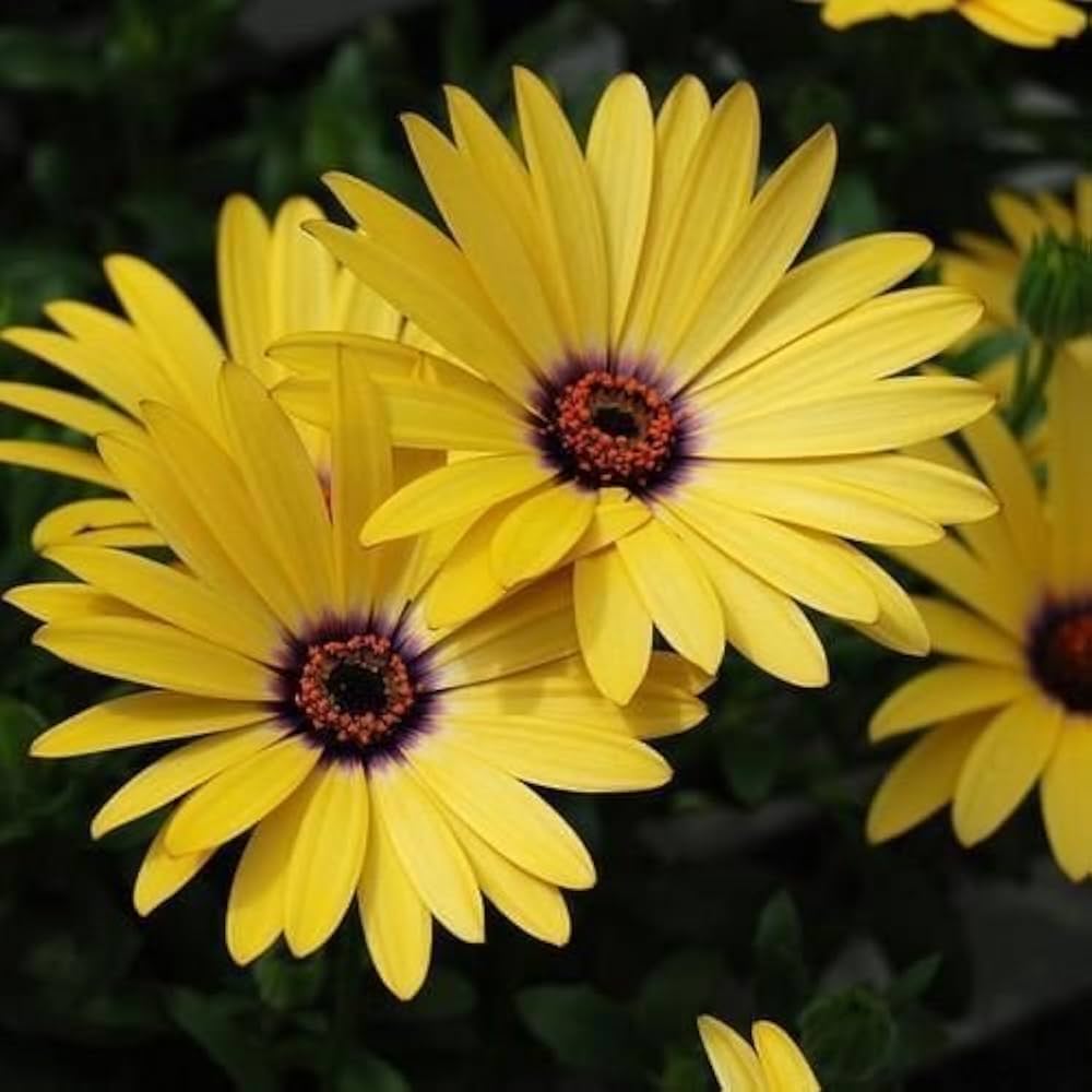 Dimorphotheca Seeds Dimorphotheca Seeds – Yellow Dimorphotheca Sinuata Flower Seeds for ...