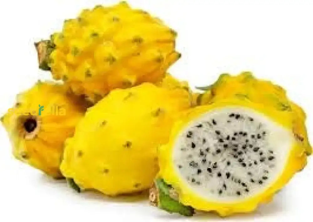 Yellow Dragon Fruit Planting Seeds  Grow Exotic Pitaya At Home